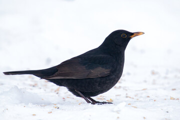 a black bird male, turdus merula, sitting in the snow