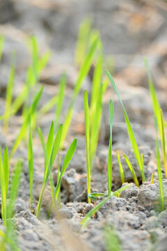 closeup the ripe green soil wheat stitch plant growing with leaves in the farm field with clay soft focus natural green brown background.