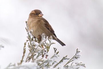 a sparrow perched on a coniferous at a cold winter day