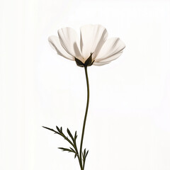 Obraz premium White Cosmos Flower Minimalist Botanical Photography Single Stem