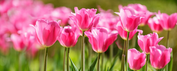 Obraz premium Colorful tulips blooming in a park