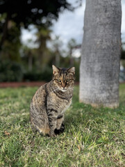 Cat rocky beach seashore