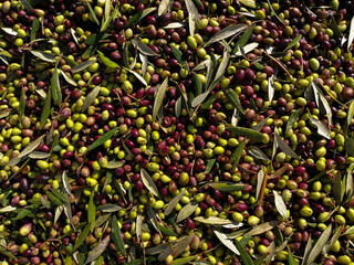 Olives fresh collection ready for olive oil press processing
