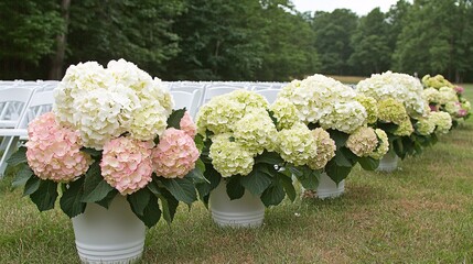 shot of hydrangeas lining a ceremonial aisle, emphasizing their elegance and beauty. | Hydrangea 