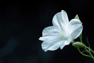 Fototapeta premium White Flower On Black Background