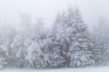 White, frozen trees in the misty, winter forest