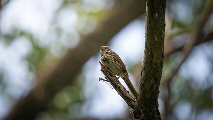 sparrow on a branch
