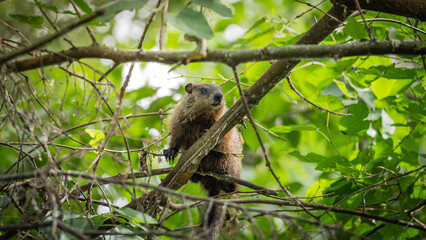 marmot on a tree