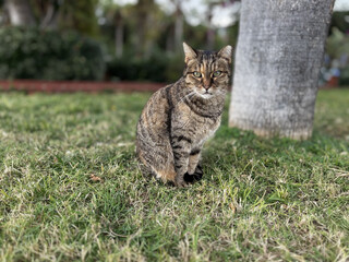 Cat rocky beach seashore