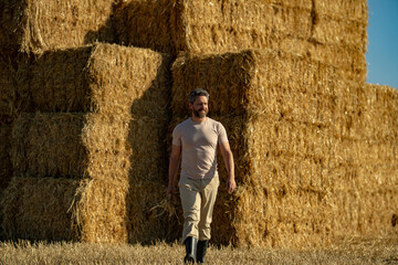 American man farmer keeping hay. Farmer In Wheat Field After Harvest Examining Hay. Crops After Harvesting. Farm Lifestyle. Barn, Hay Rolled Bales. Hay On Farm. Livestock Farming.