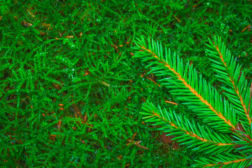 Green moss background, blank space for text