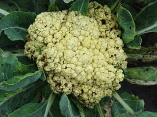 Cauliflower diseases when grown in the field, damaged crop in natural conditions, close-up