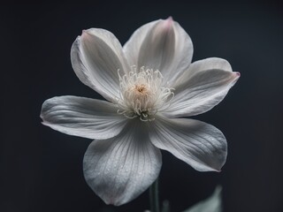 Fototapeta premium a beautiful flower background image with a black background