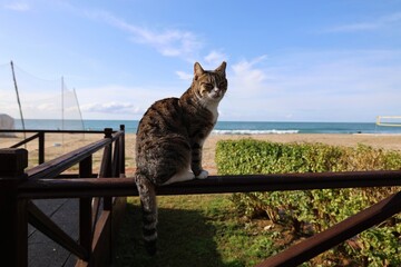 Cat rocky beach seashore