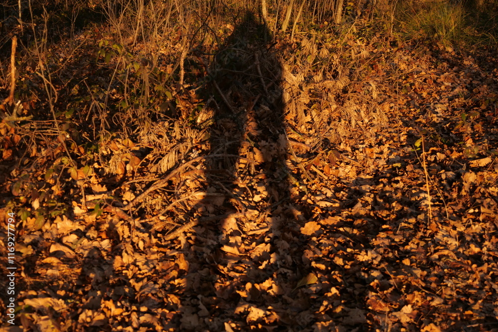 Wall mural shadow of a man in the forest