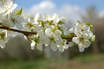 Obraz premium Fiore di campo fiore di primavera amore mio lontano ti sento a me vicino