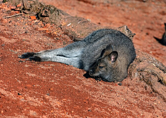 Naklejka premium Bennett`s wallaby on the ground. Latin name - Macropus rufogriseus 