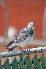 white dove with gray and other colors standing on a fence