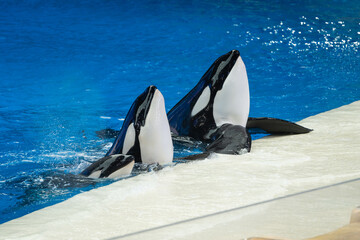 a sleek black and white orca