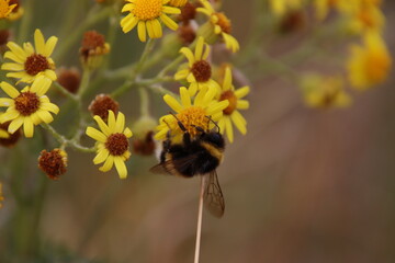 Hummel auf einer Blumme © Patrick