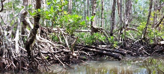 river in a mangrove forest