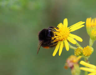 Biene auf einer Blüte