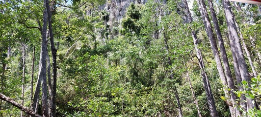 river in a mangrove forest