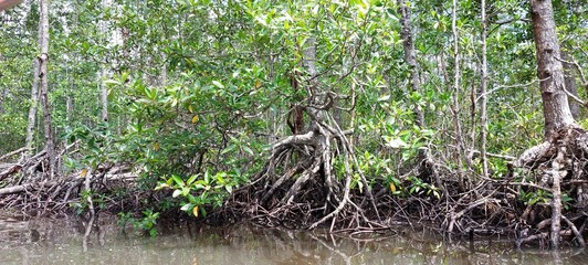 river in a mangrove forest