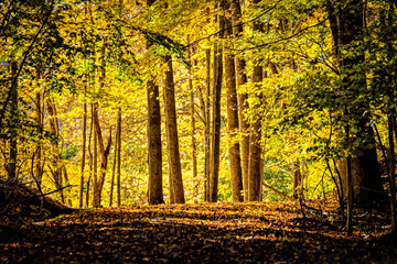 Yellow Leaves Lit Up in the Woods