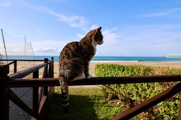 Obraz premium Cat rocky beach seashore