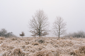 Leafless trees and grass with frost in morning fog. Czech winter landscape