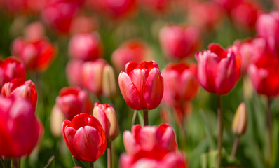 Bunch of red tulips. Close up spring flowers. Amazing red pink tulips blooming in garden. Tulip flower plants landscape. Spring blossom background. Spring blossom red and green background.