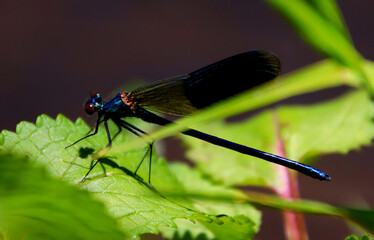 Blaue Libelle