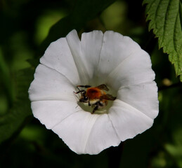 Biene in einer Blüte