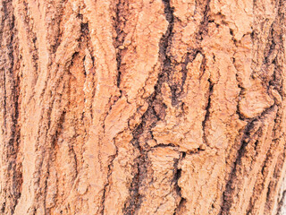 Closeup full frame tree bark texture background