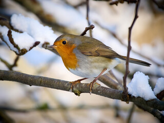 European robin (Erithacus rubecula)