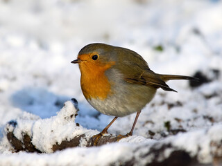 European robin (Erithacus rubecula)