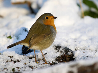 European robin (Erithacus rubecula)