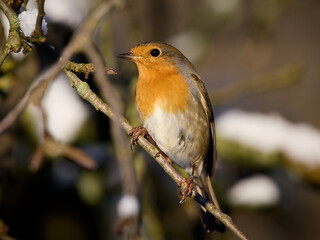 European robin (Erithacus rubecula)