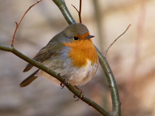 European robin (Erithacus rubecula)