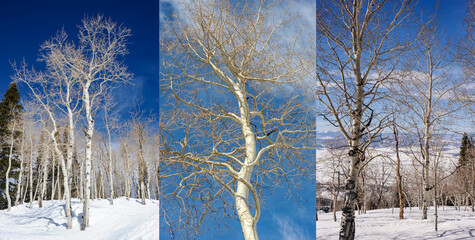 Three-photo panel of winter Aspen trees on Steamboat's snowy ski slopes, Colorado, with clear blue skies, alpine scenery, and natural beauty—perfect for showcasing a stunning winter landscape.
