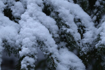 snow covered tree