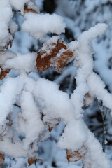 snow covered branches
