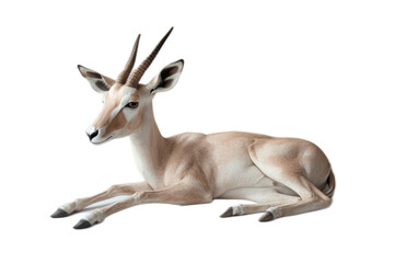 Fototapeta premium Graceful antelope Resting on Transparent Background in Studio Lighting