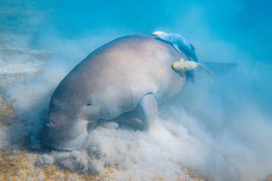 sea dugong feeding on sea grass with fish along