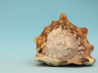 Isolated large seashell Cassis tuberosa on light blue background.