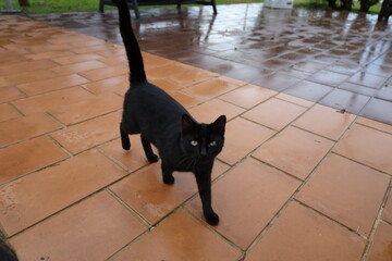 Cat wooden structure. High quality photo