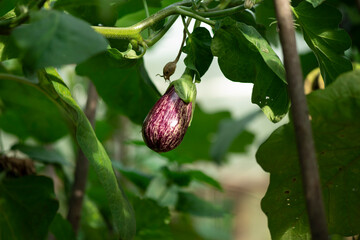 Eggplant Graphite, spotted purple vegetable on branch with leaves. Raw berry, fresh nightshade fruit
