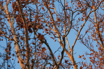 Winter park with deciduous trees at sunset. There is frost on the grass