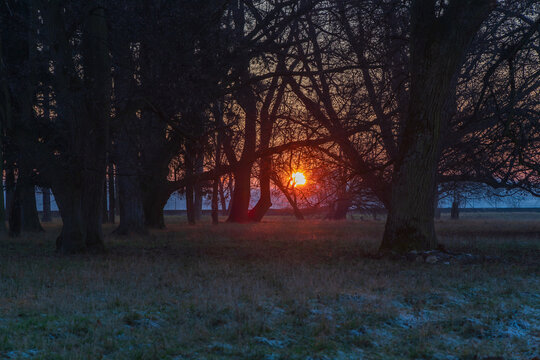 Winter park with deciduous trees at sunset. There is frost on the grass